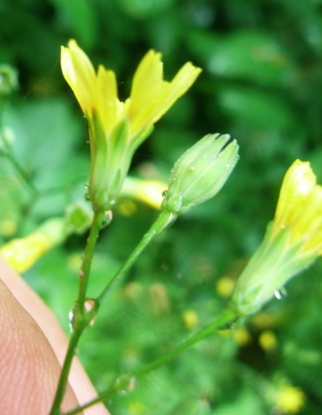Lapsana communis